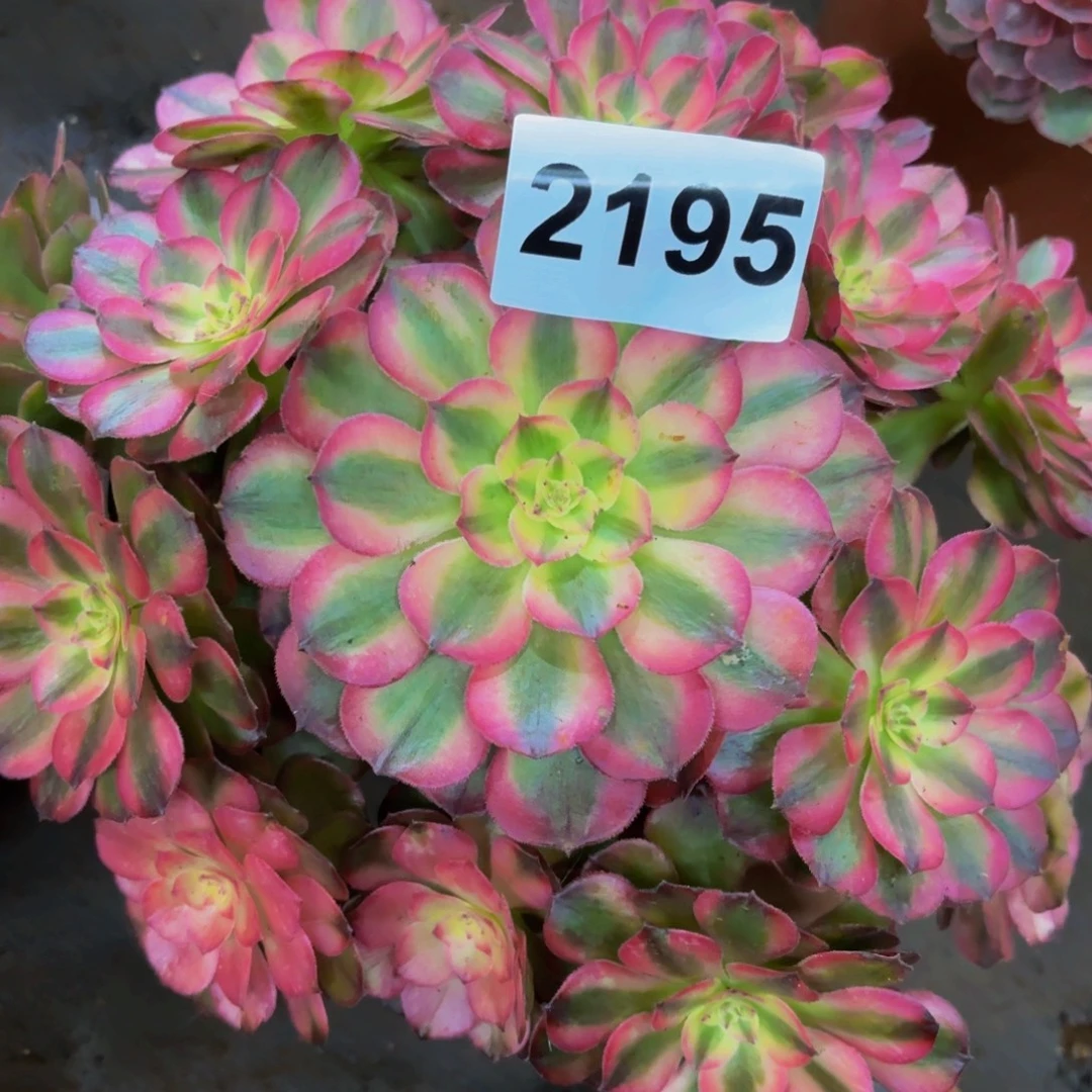 2195多肉植物荔枝