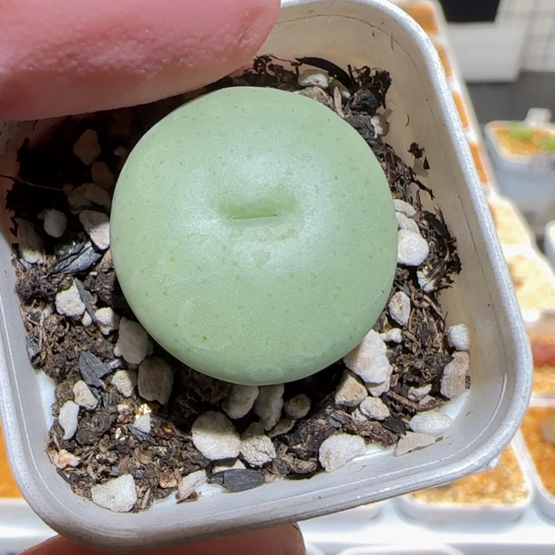 肉锥多肉植物百科-大饼（2.3）1363