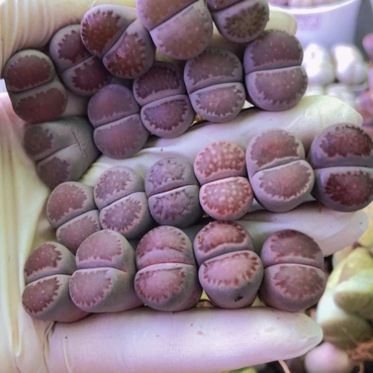 无花朵0147，21棵1.5-1.7厘米如图