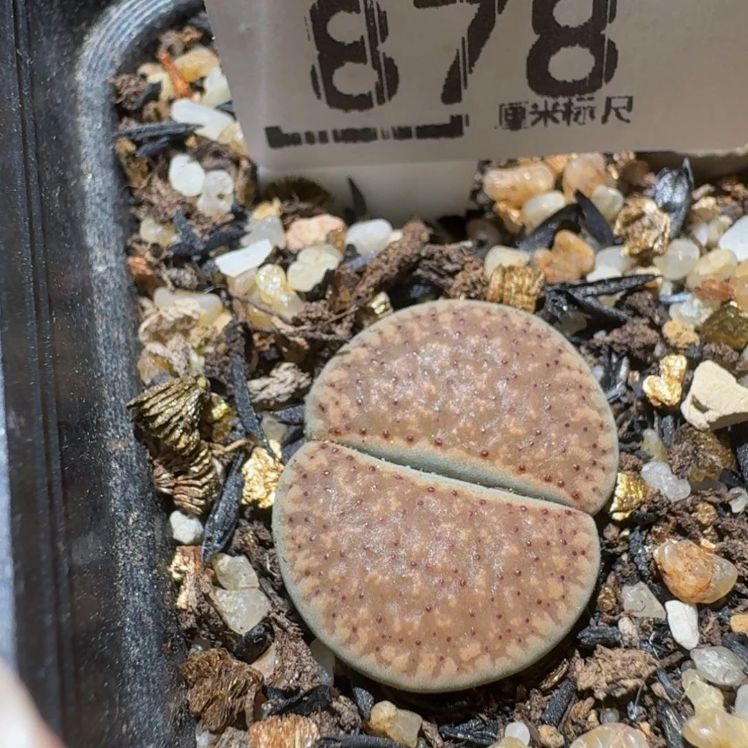 Sssss生石花肉878