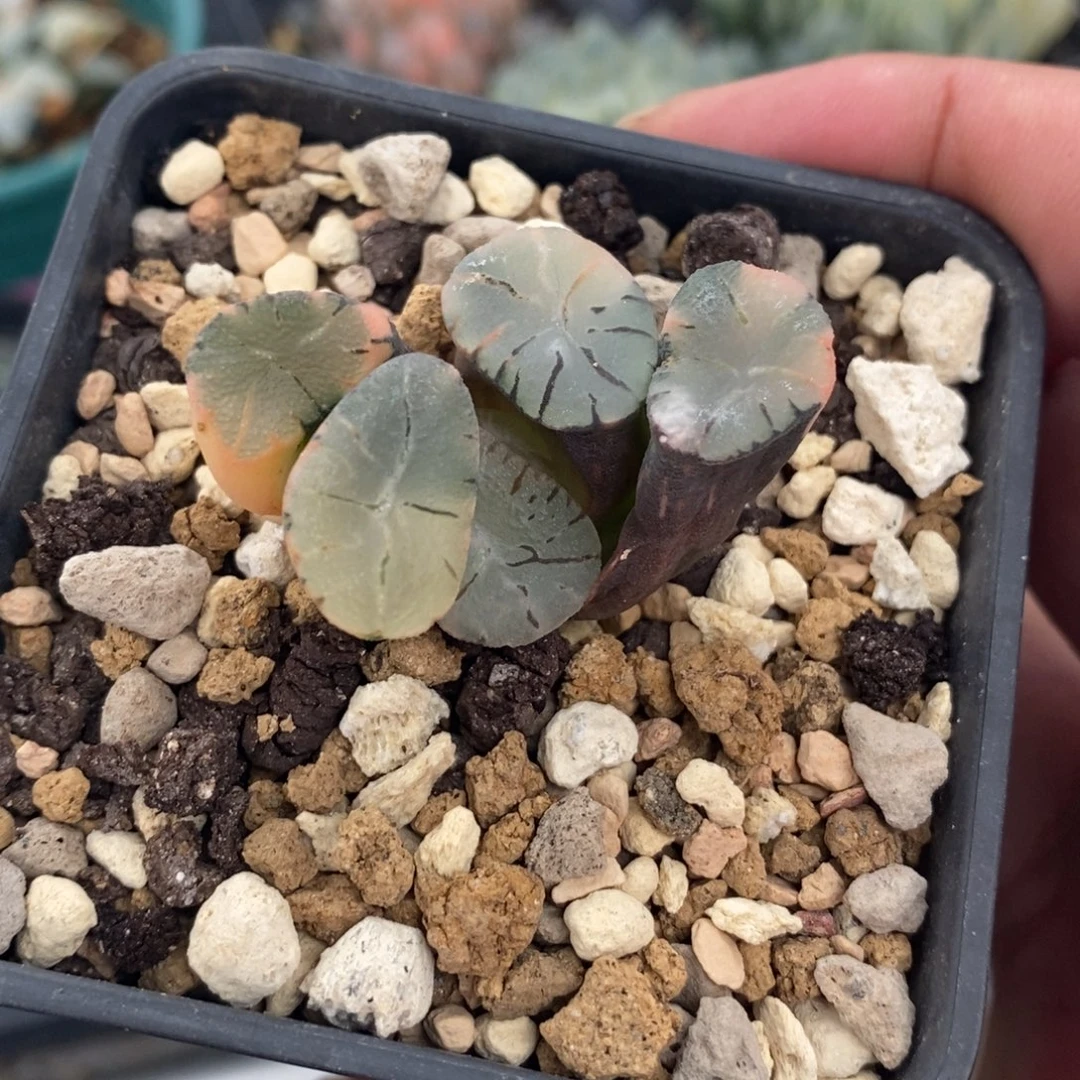 一颗实生大紫万象锦