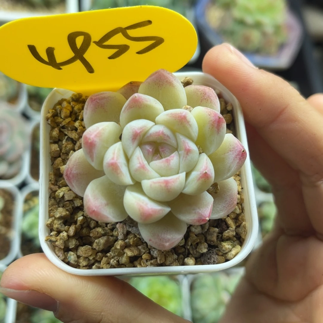 开播福利，女王4955