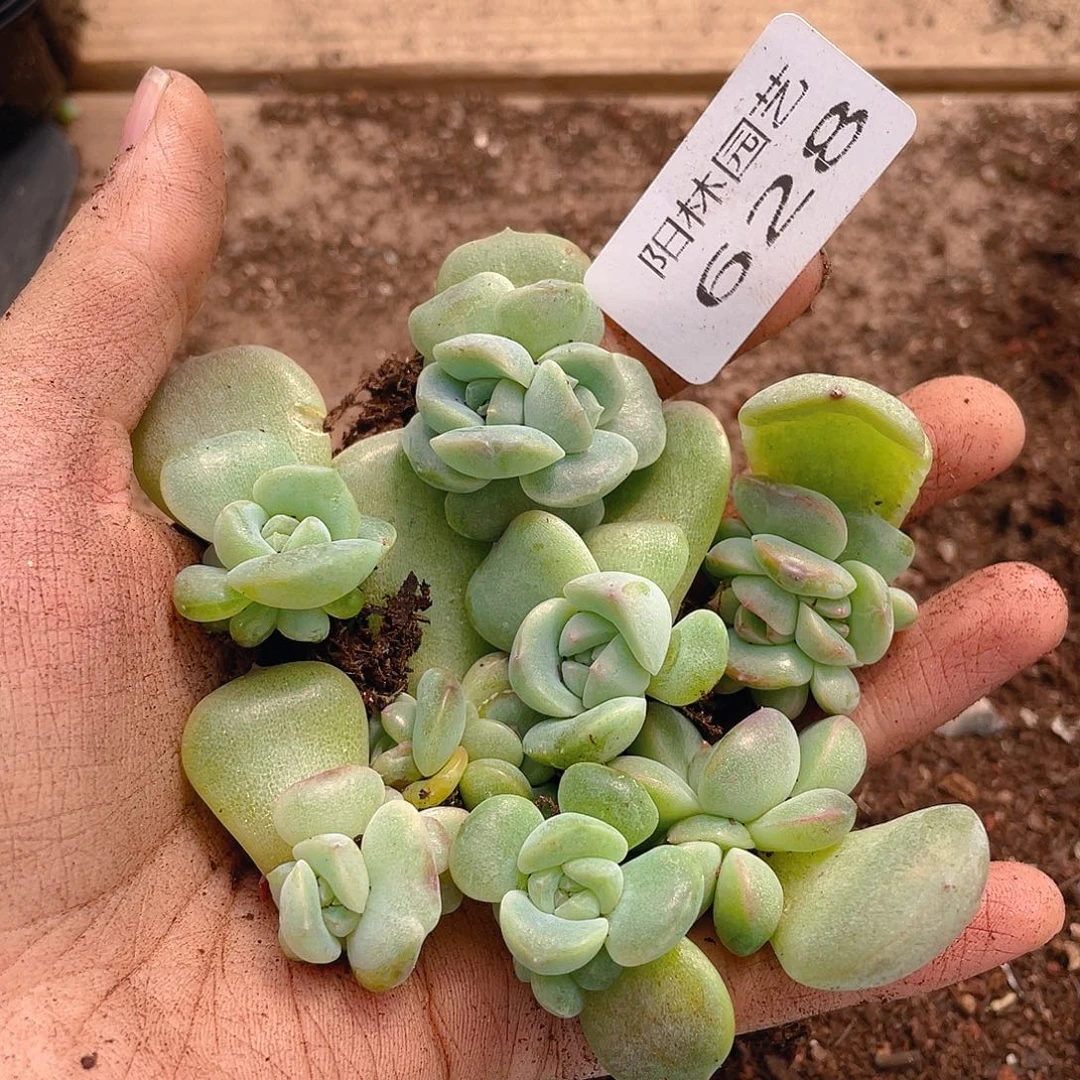 多肉植物多肉植物628