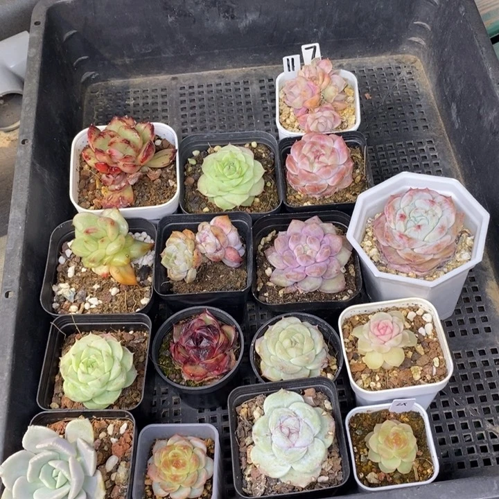 悸****?117一筐16颗多肉