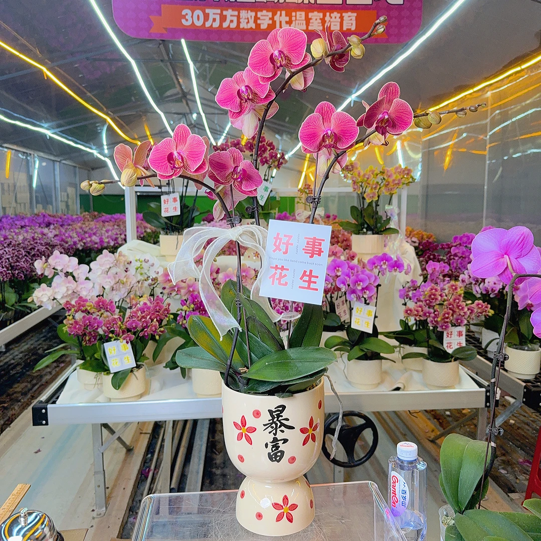 精选蝴蝶兰【聚宝橘子】红色带线条蝴蝶兰精品湾湾品种