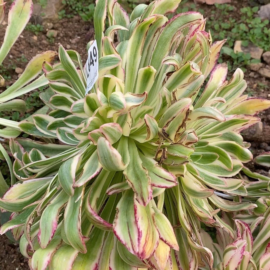 649微锦锦多肉植物嫁接