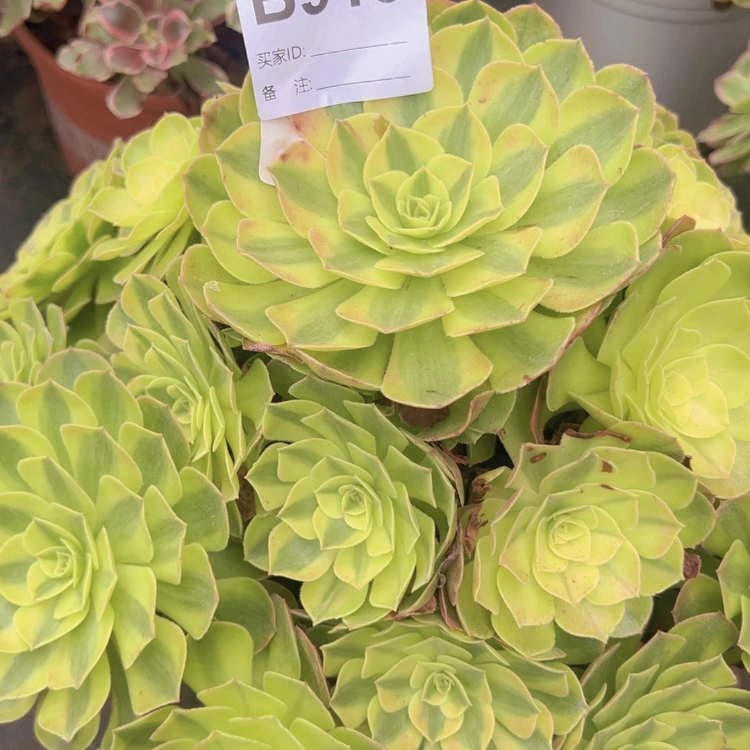 913，雨合多肉植物法师