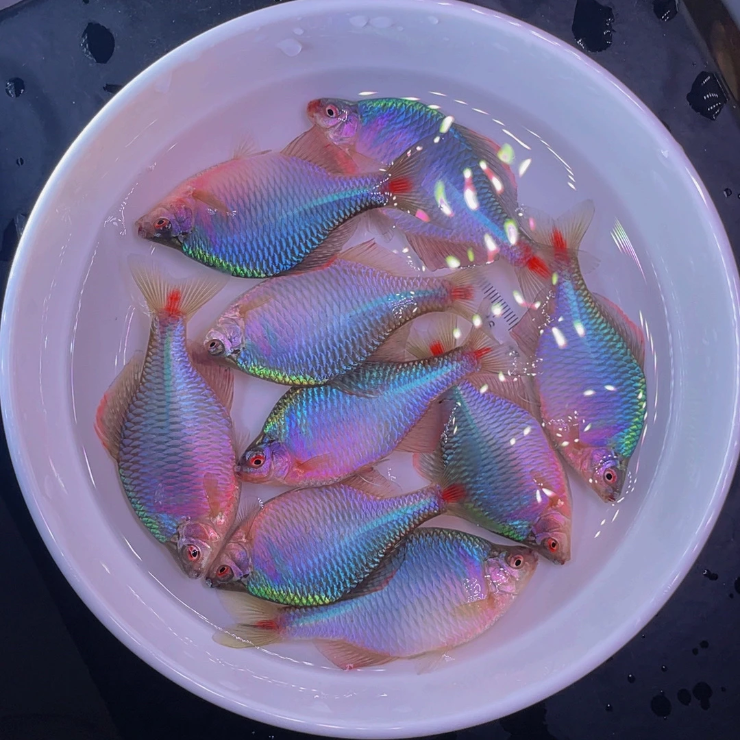 七彩高体螃鲏 色彩鲜艳 好养耐活 原生群游鱼