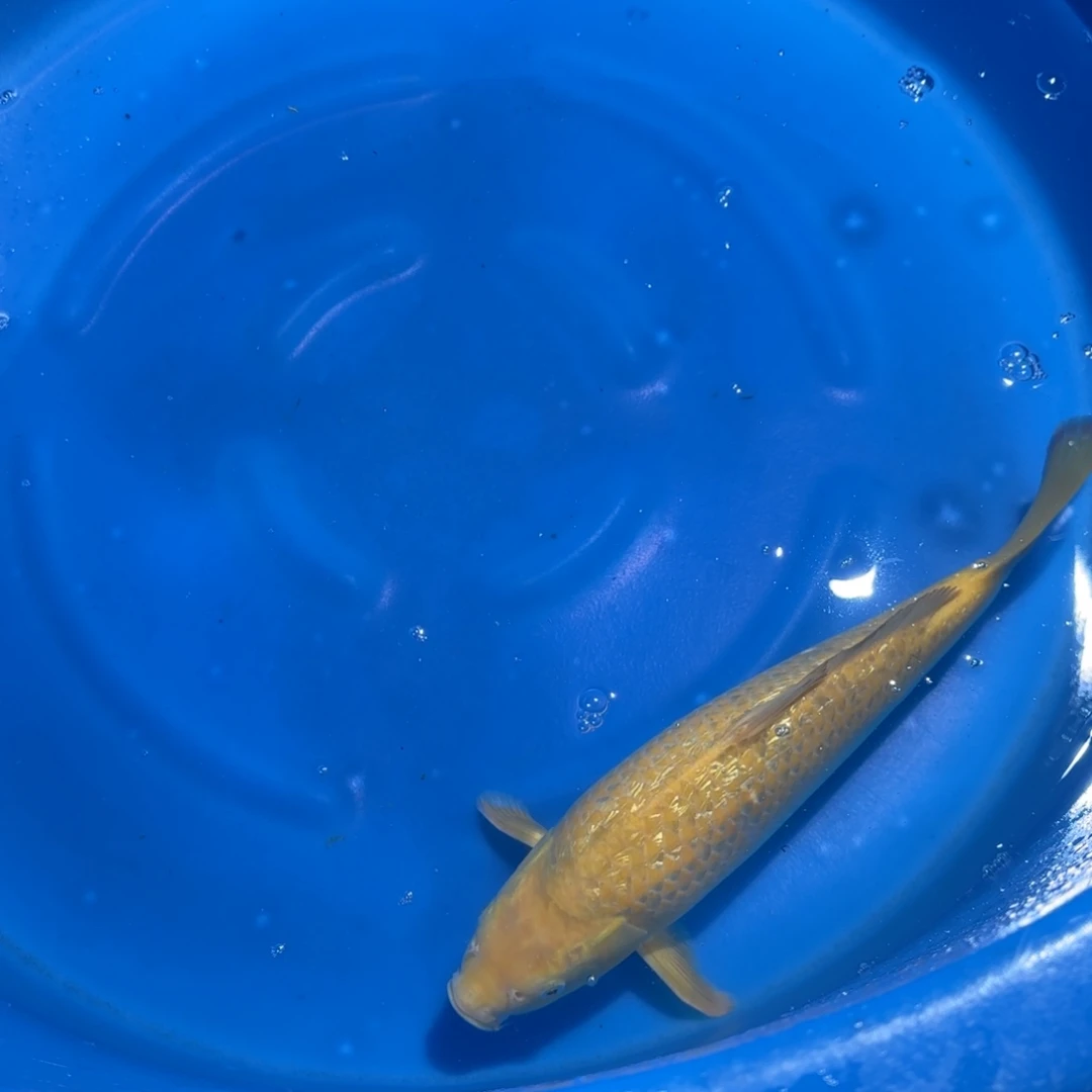海水鱼顺风云飞多腿少补