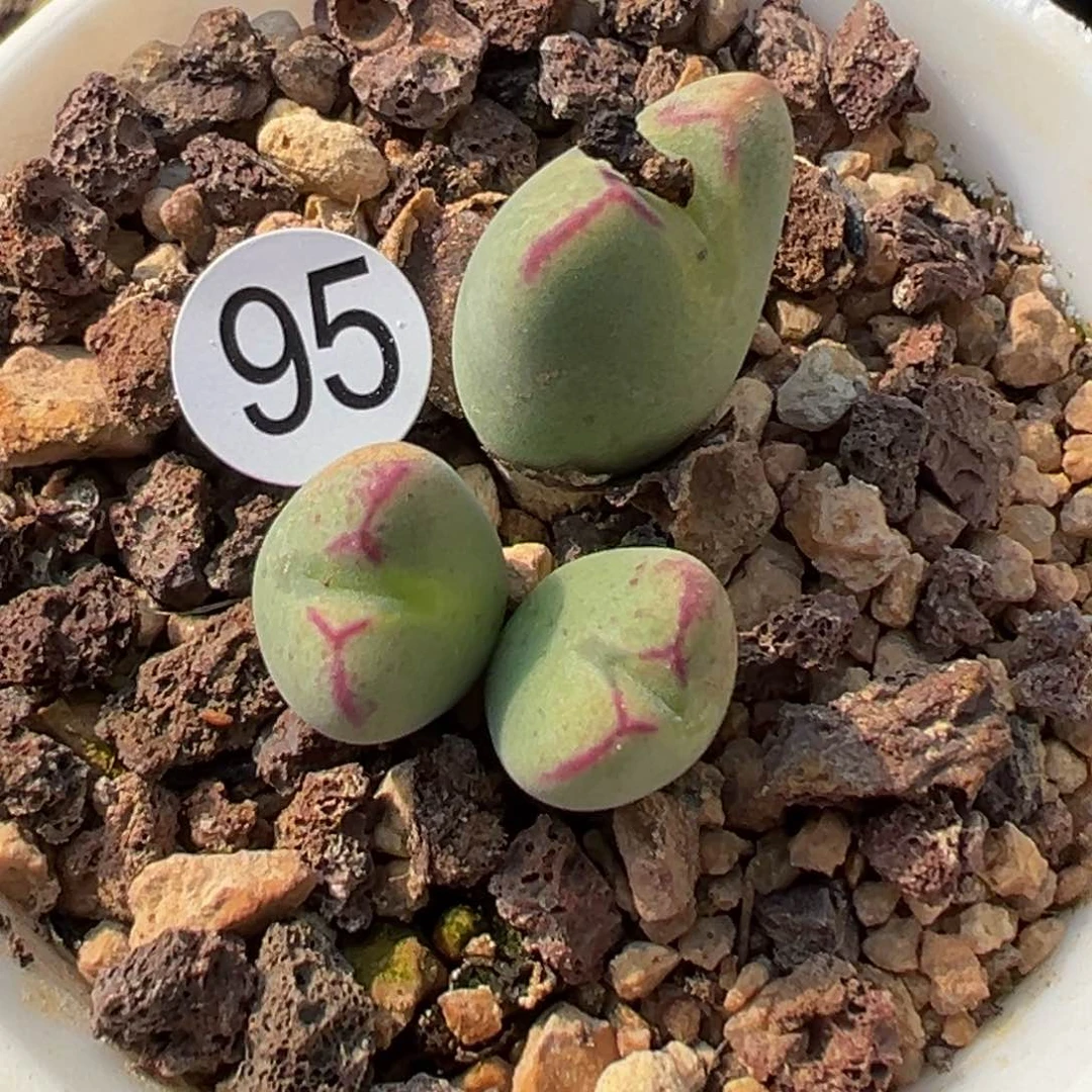 多肉植物11111111111111111