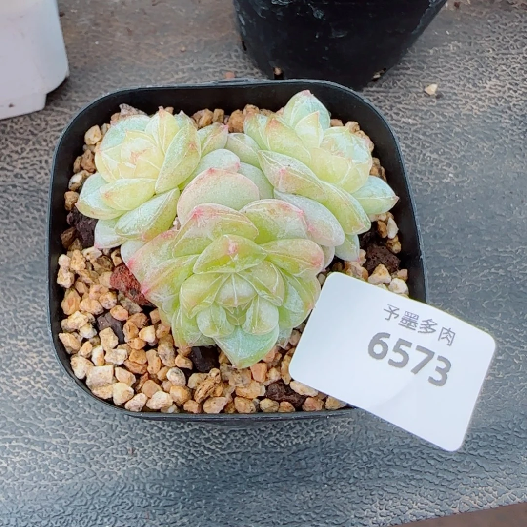 雨露泡泡，6573多肉植物