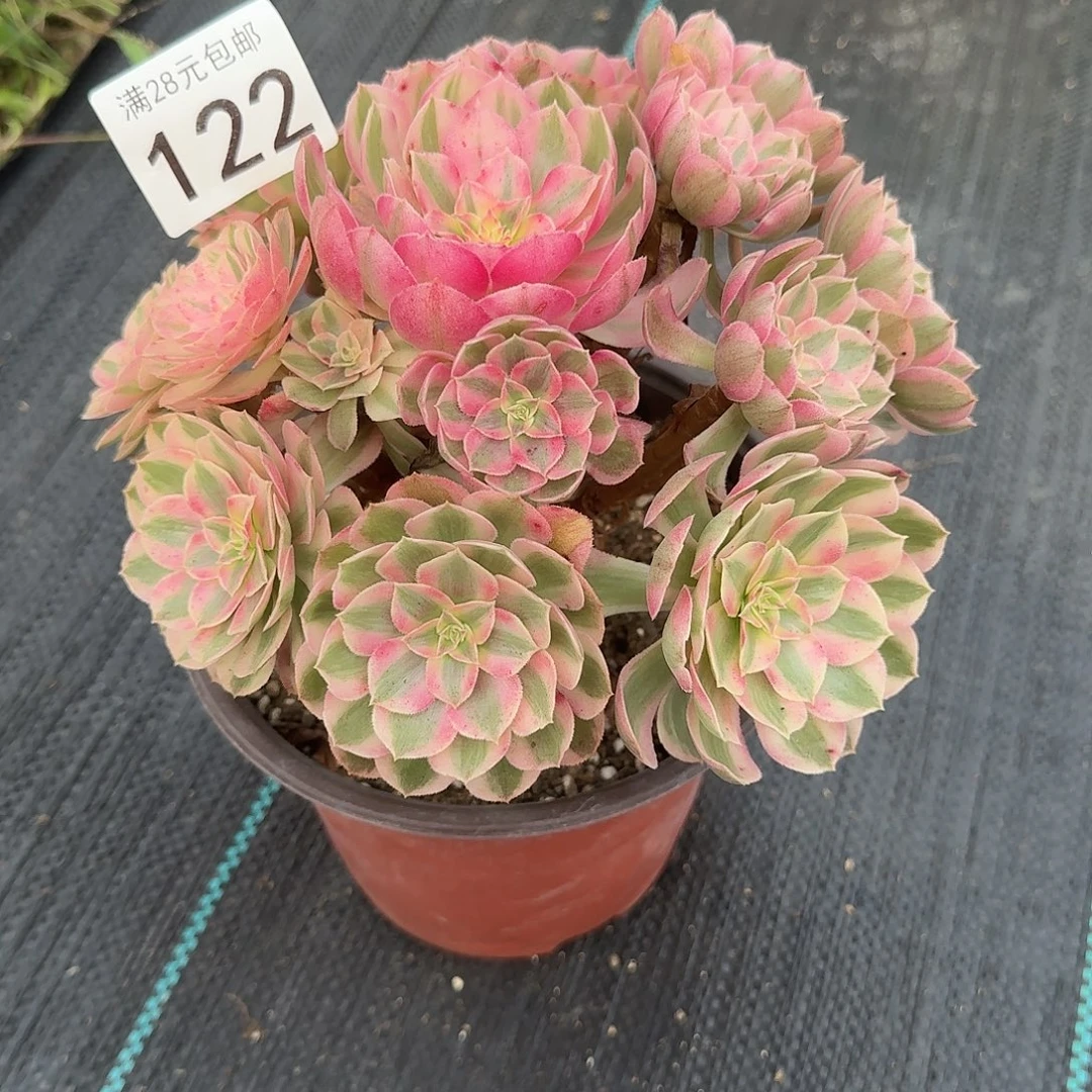 倾城法师炖肉美美美