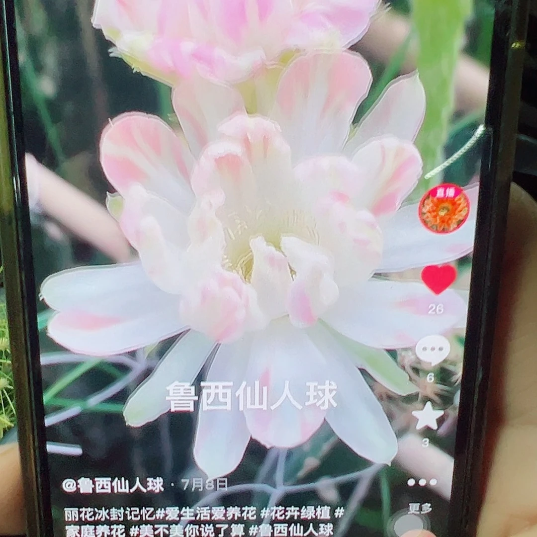 人***！丽花 冰封记忆 侧芽 满20包邮