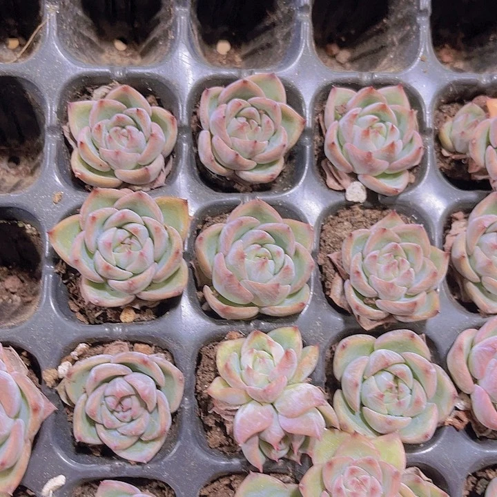 精品一单三颗格林粉多肉植物