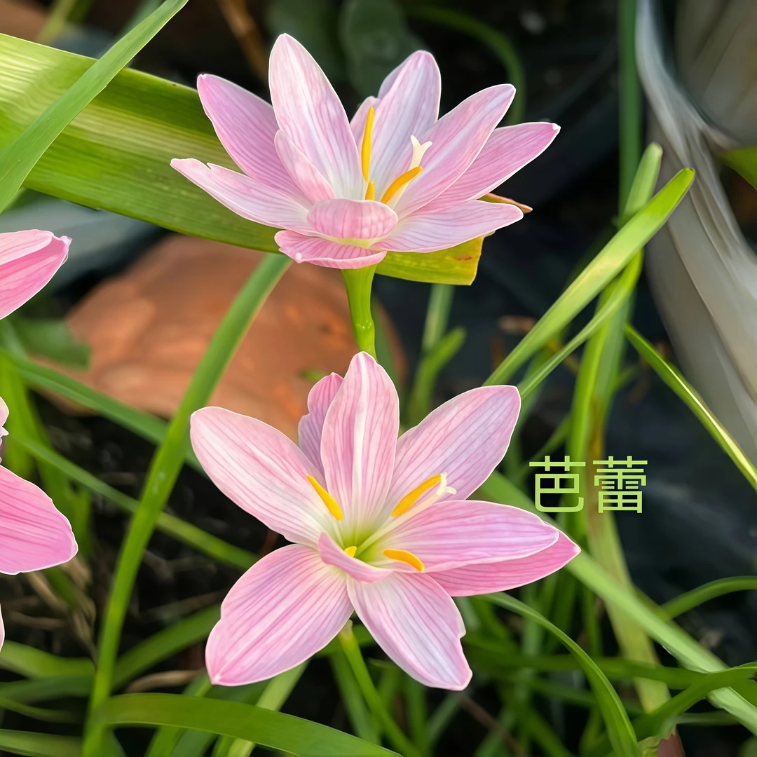 风雨兰葱兰易种易养盆栽四季开花四季种植植物种球庭院阳台花种子