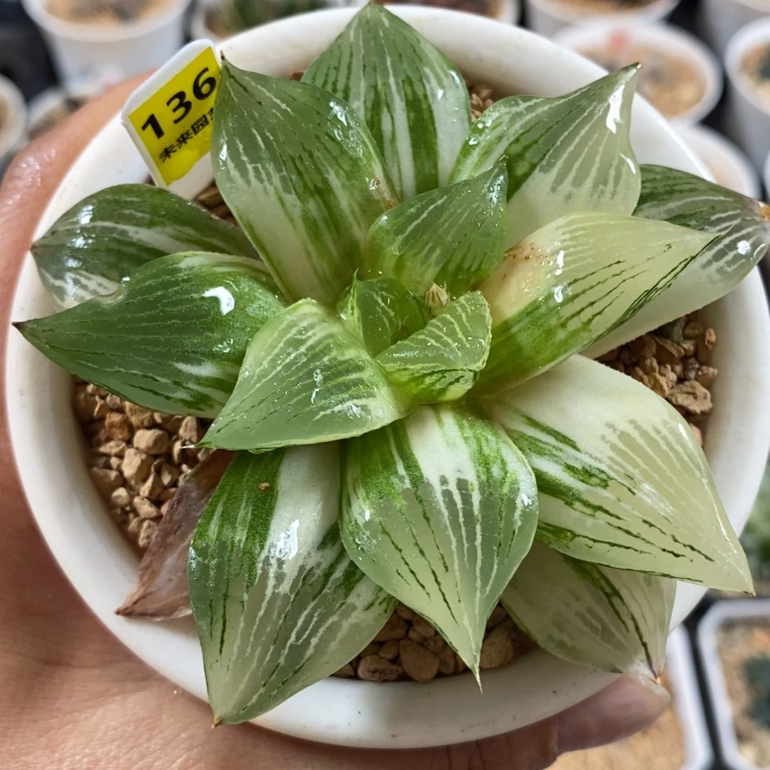 136三仙变异寿锦一物一图