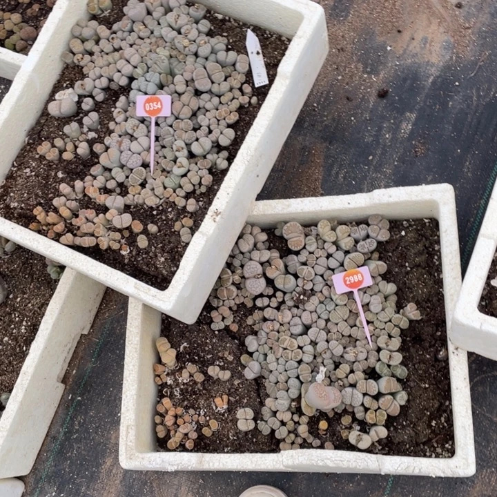 奶***呀生石花0354-2988-2539