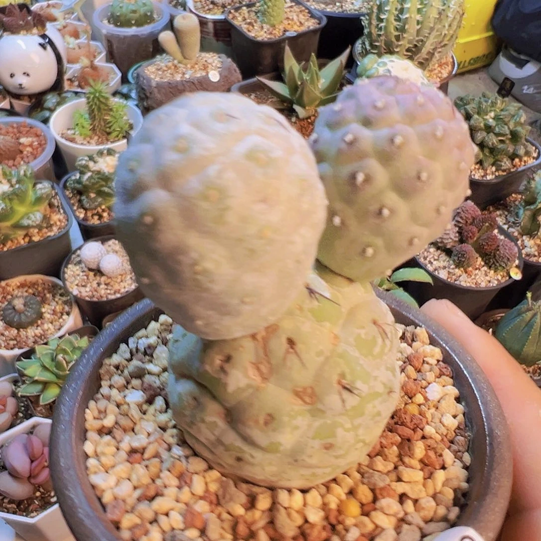 糖***糖米奇习志野脱土发货