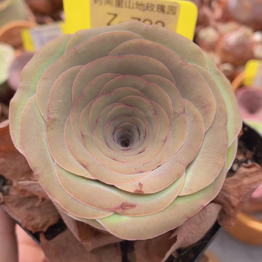 山地玫瑰Z732断枝不包损不售后