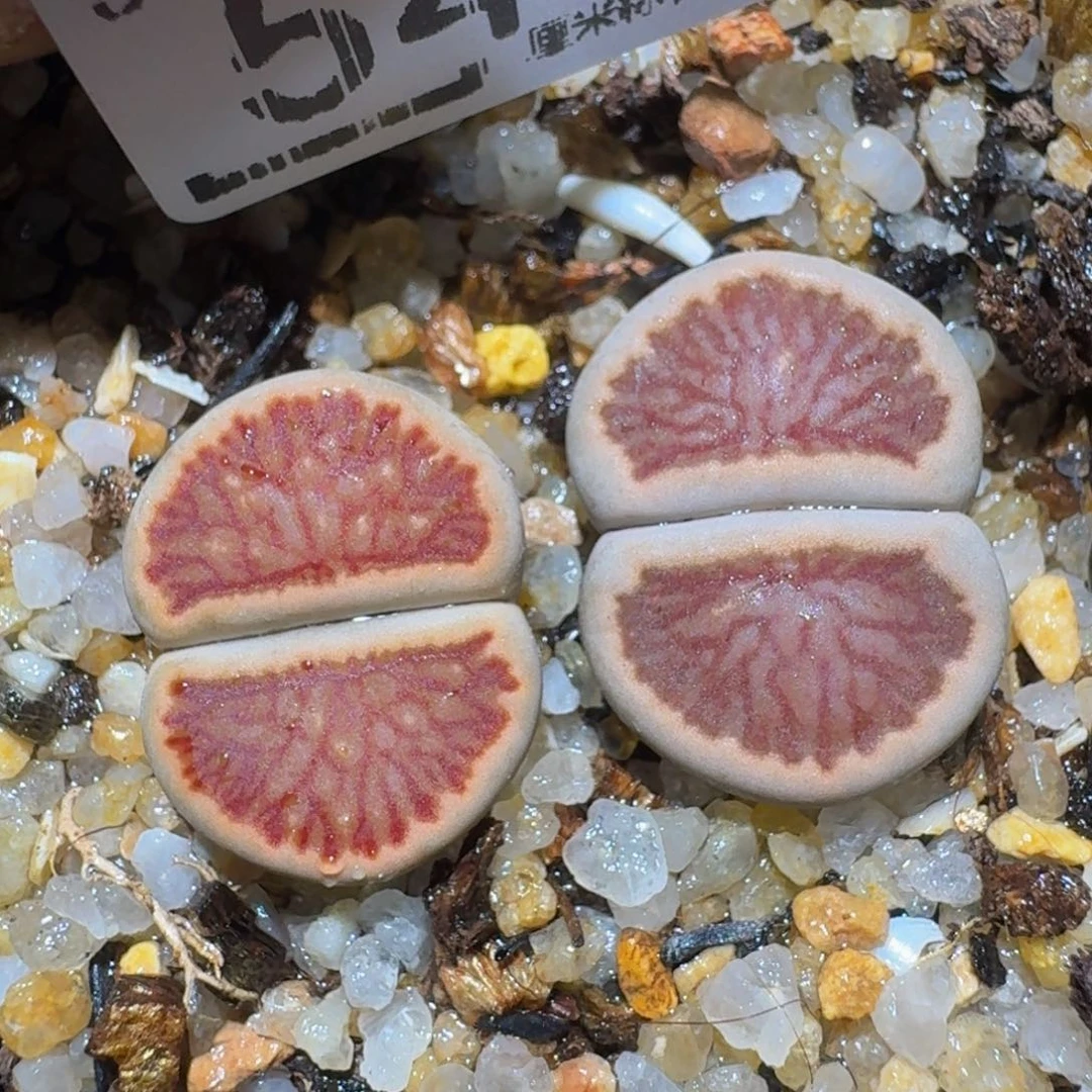 zzzz精品生石花546丝绒菊