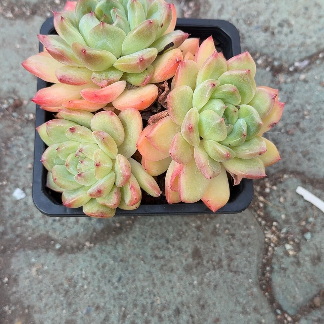 砖石珍妮多肉植物