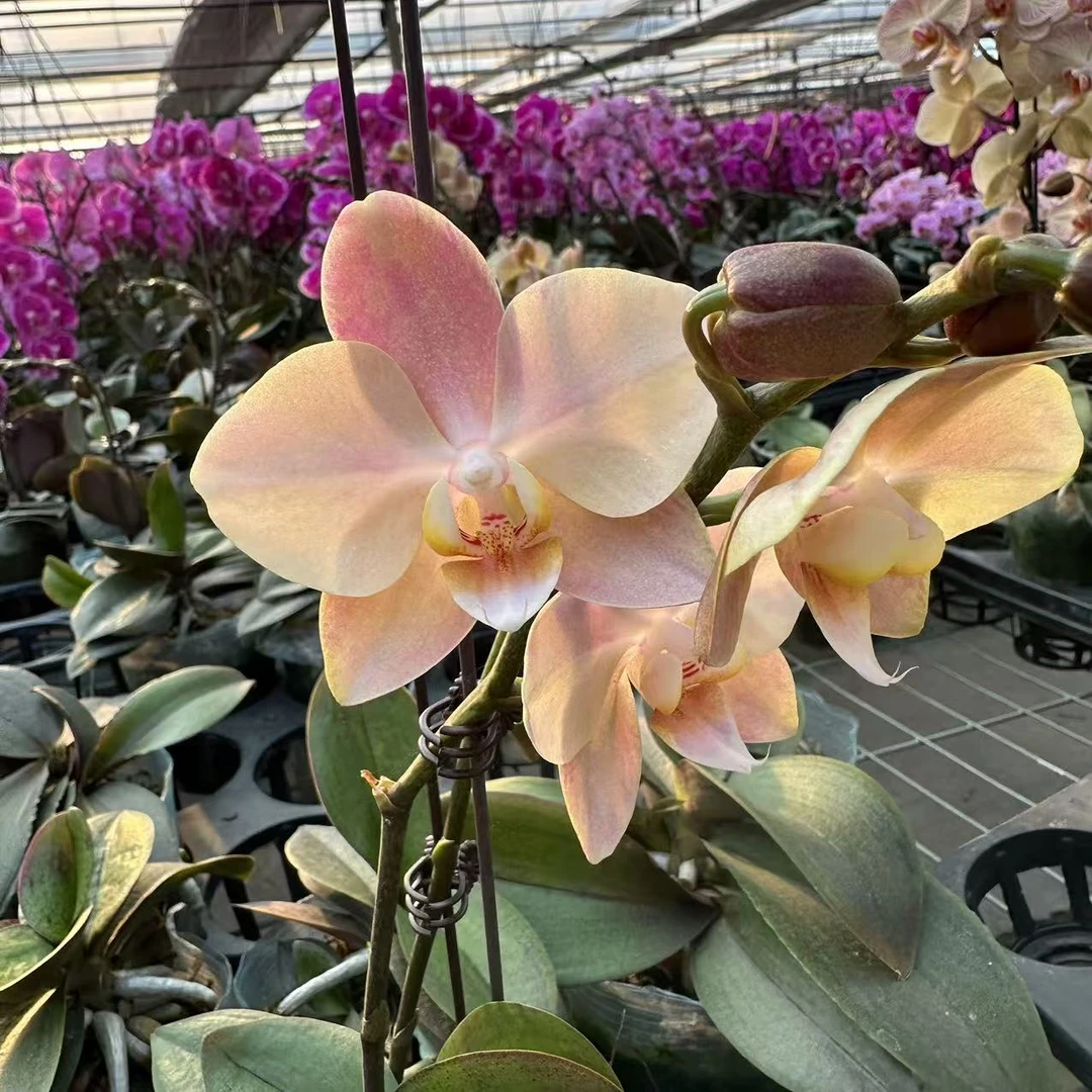 白月光【3.5寸杯】绝美蝴蝶兰带花带花苞鲜花基地发货