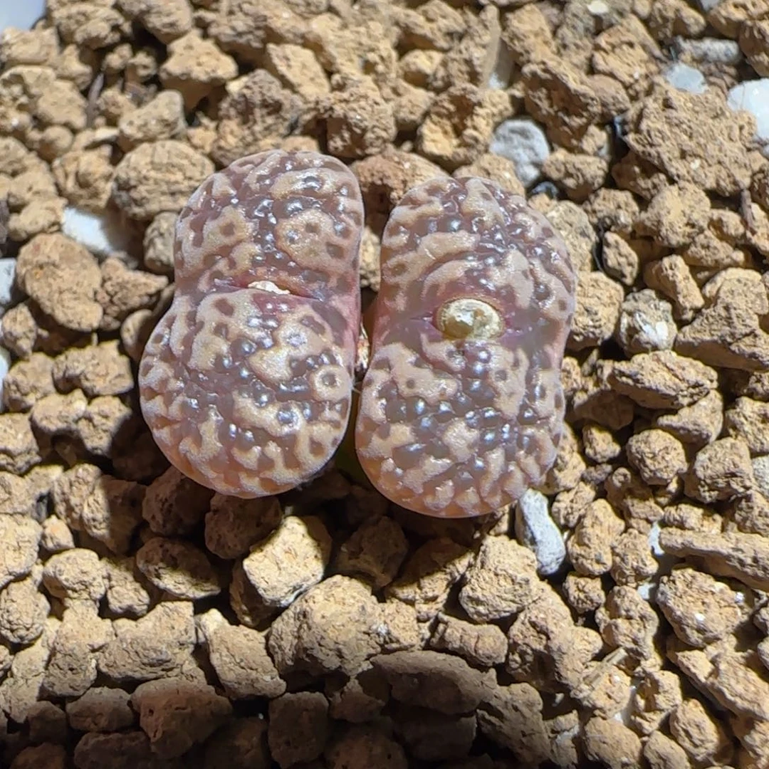 肉锥多肉植物组合-泡泡勋1076