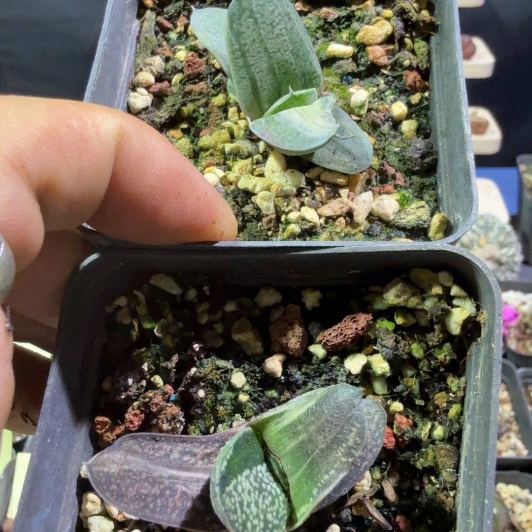 唉**呀多肉植物多肉植物