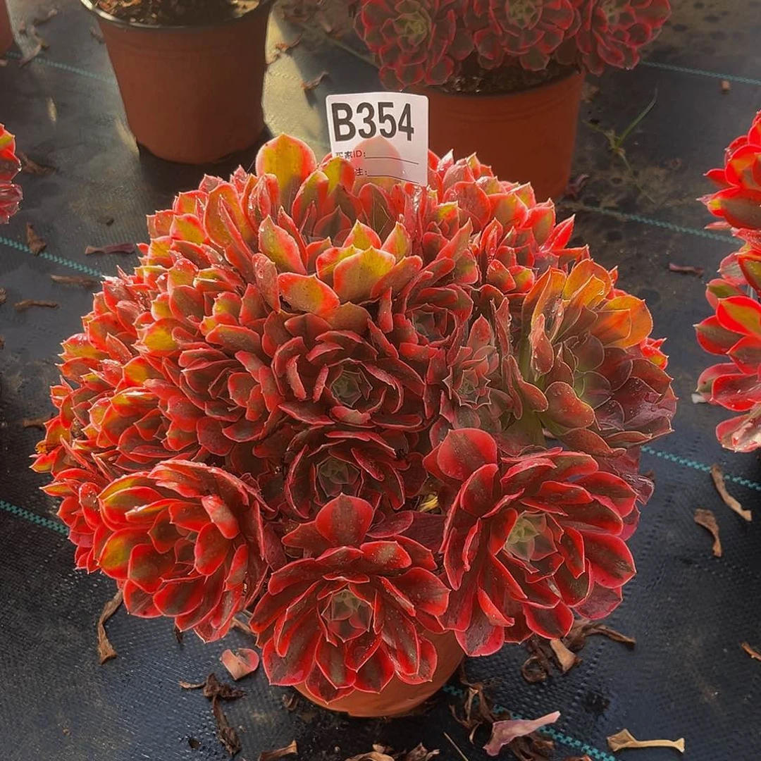 范*华女妖一物一拍354