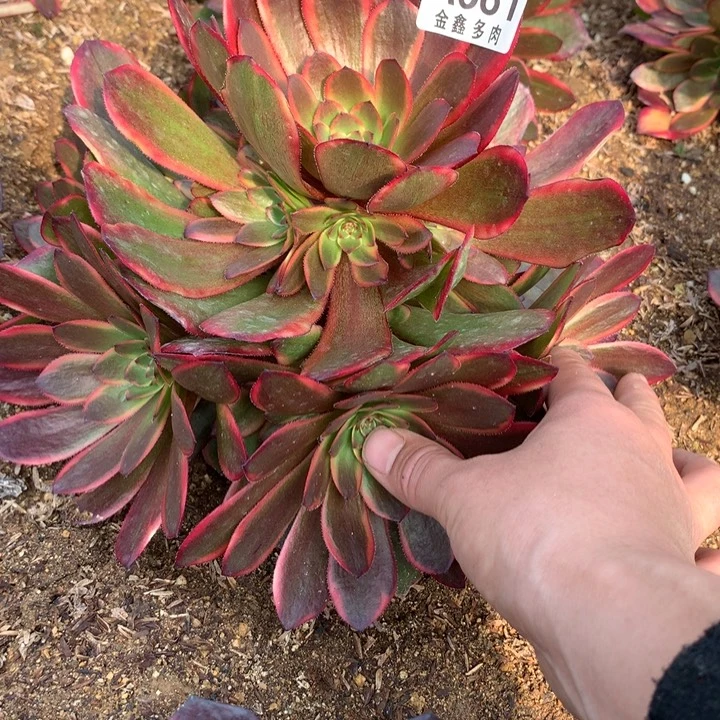 681多肉植物一物一拍