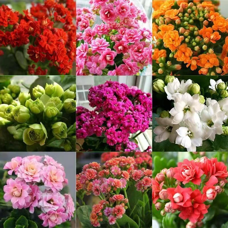 【颜色随机】长寿花带花苞发货好养易活客厅桌面办公室盆栽