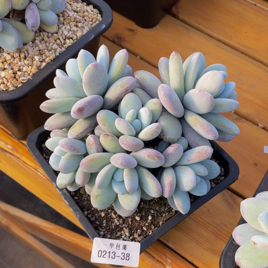 Q*0213-38-雪美人。。。。。。。