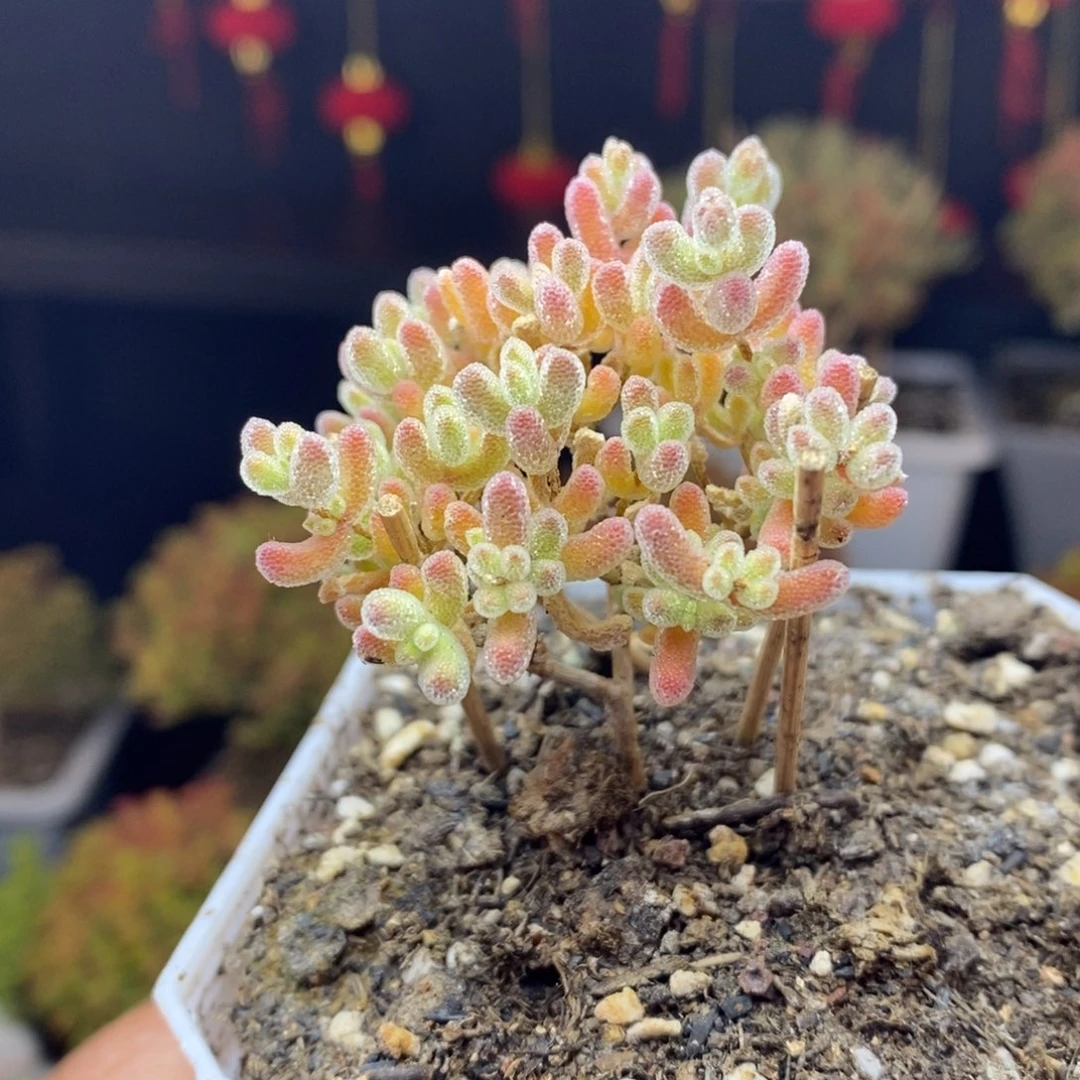 78号优选冰晶枝干（特价）