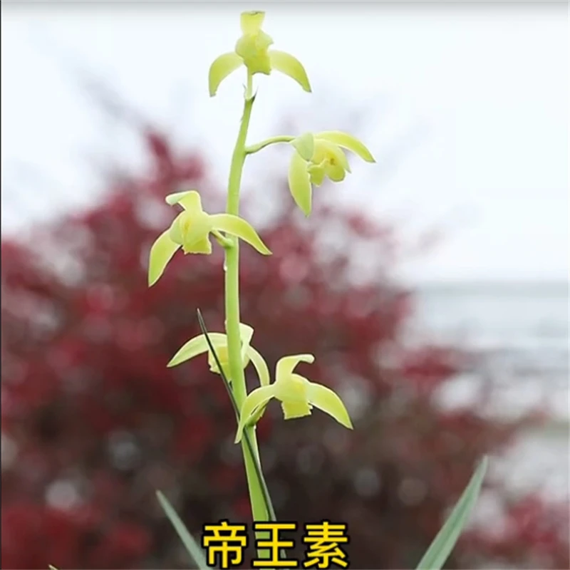 蕙兰帝王素带花苞浓香兰花苗客厅阳台窗台室内花卉植物好养兰花苗