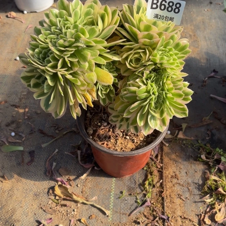 瑞妈多肉园艺688砍过