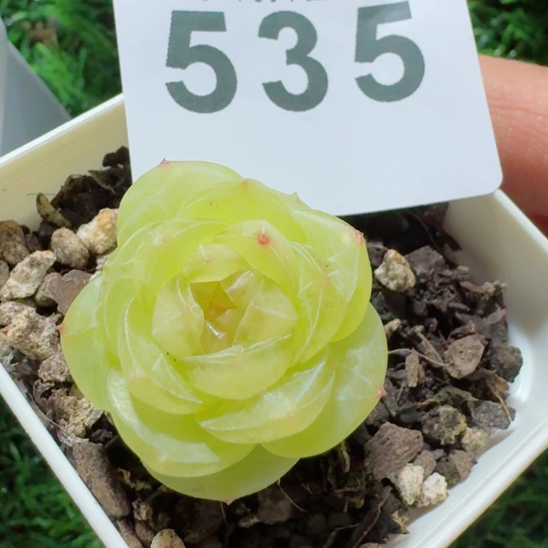 雲**辰素素       多肉植物