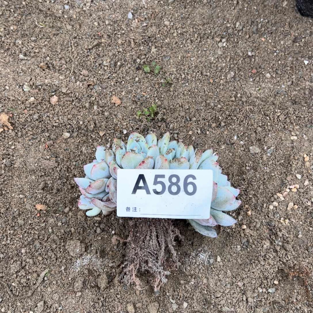 芒**丁586微瑕不退换不售后