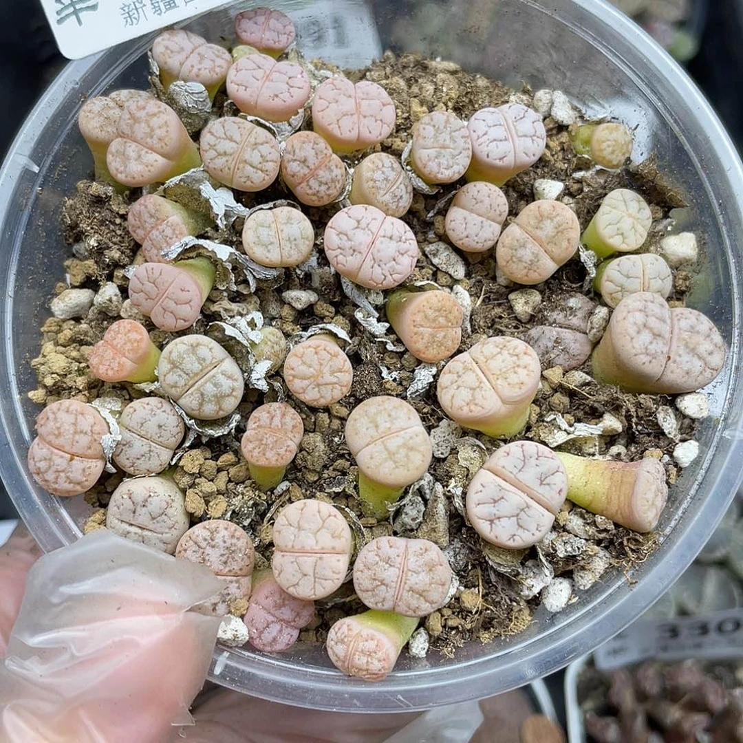 59000000花花花花花