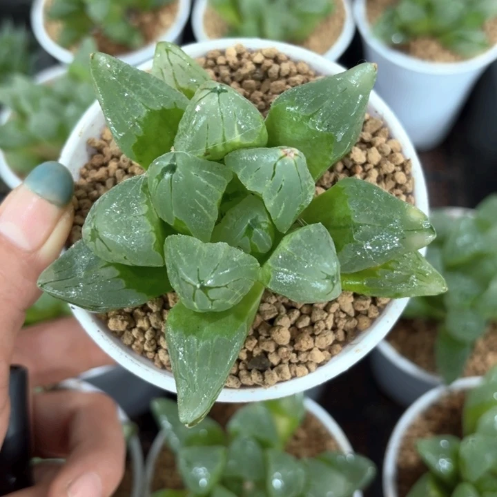 白盘冰城寿多肉植物