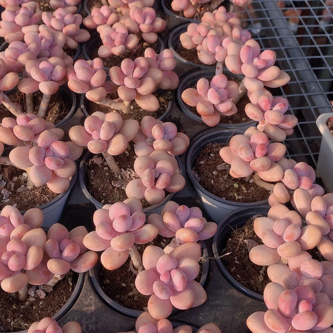 桃蛋群356778889990000