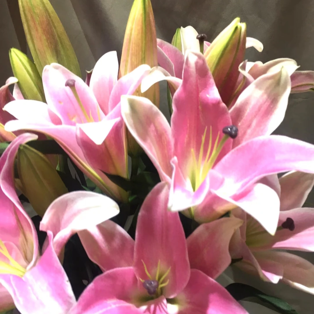 罗宾香水百合鲜花水养花束同城速递家用插花云南基地直发