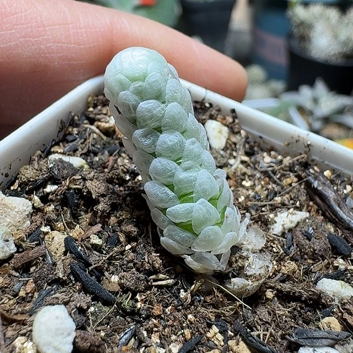 182银蚕实生带盆发货