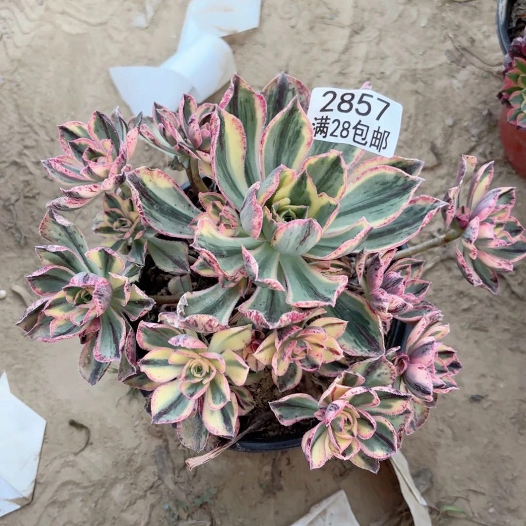 2857青花瓷多肉植物法师