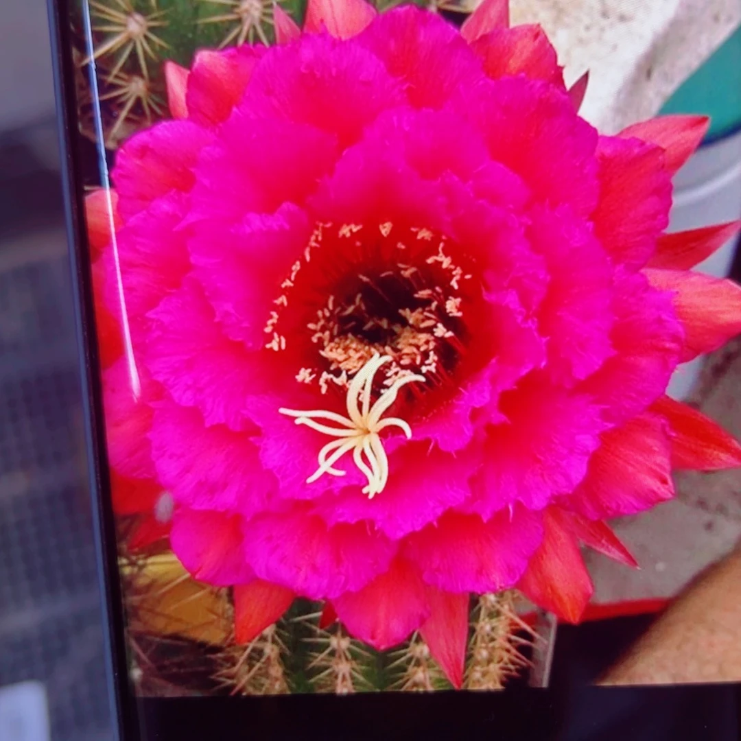 下108毛流苏歪无根侧芽5公分左右20包邮