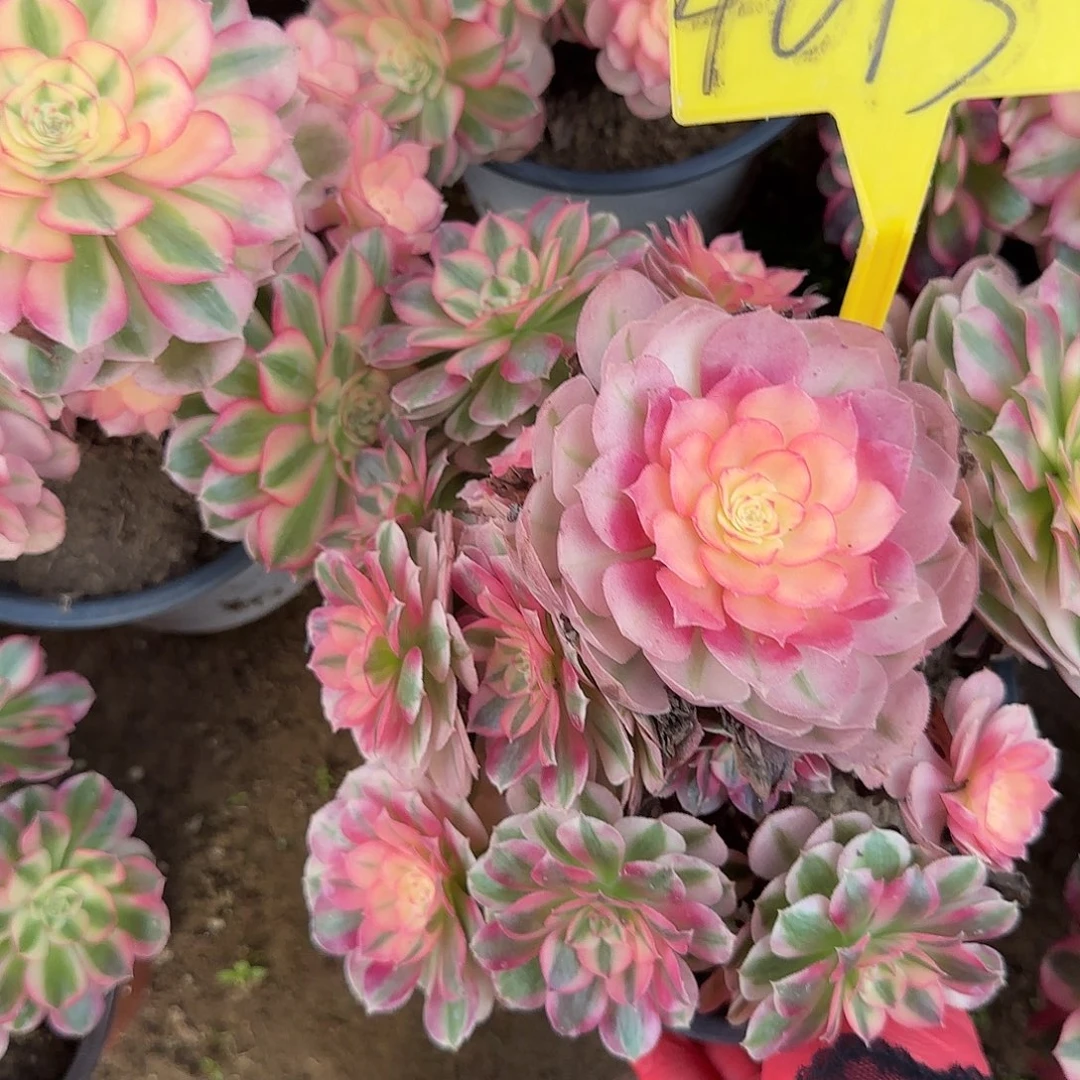 4013--+倾城多头多肉