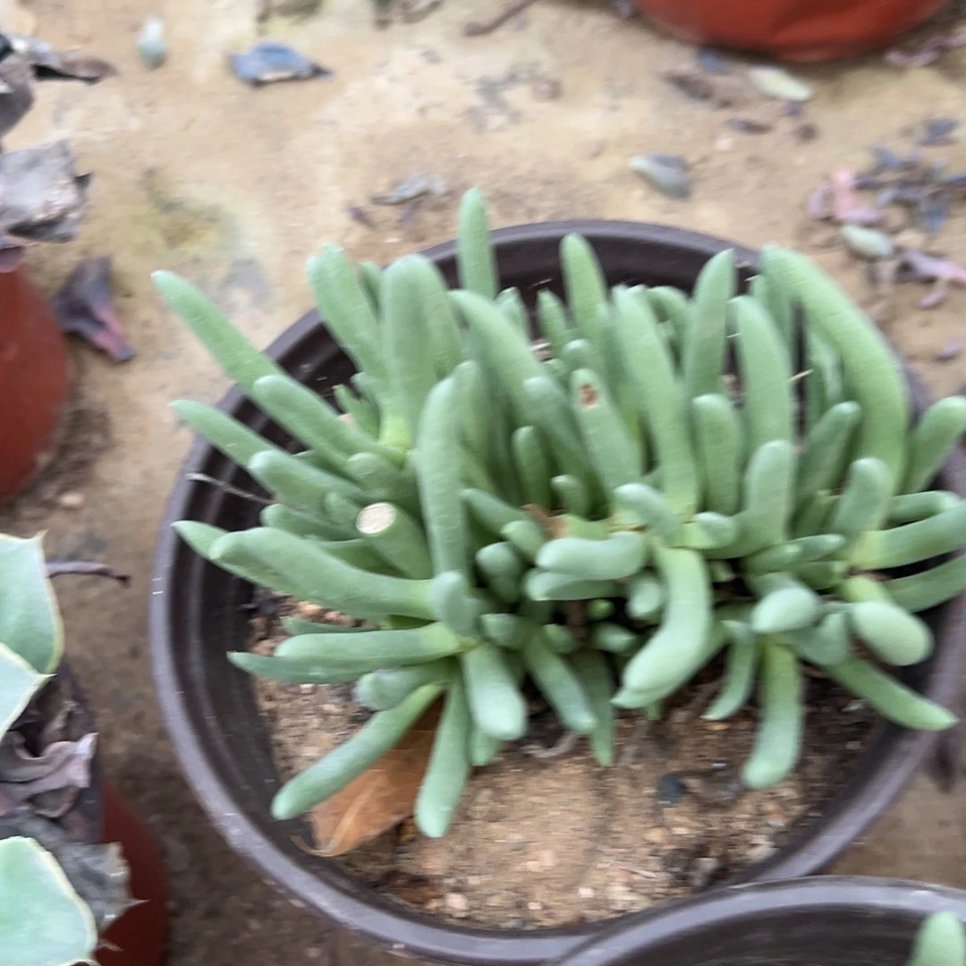 多肉植物红花奔龙