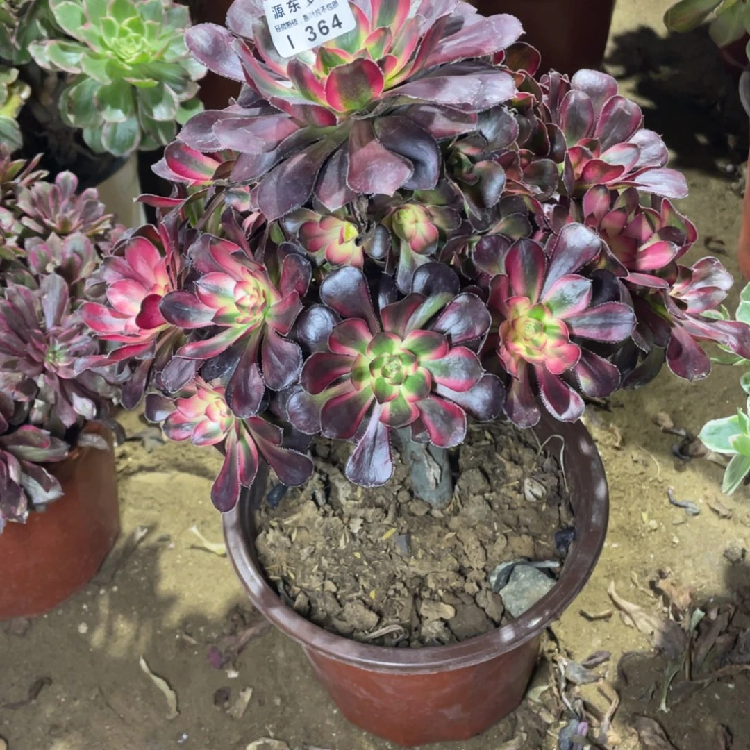 364花福蝶多肉法师断枝不包