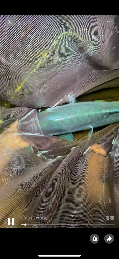 云南原生野采蓝吉罗中国结鱼一物一拍（开箱视频包售后）