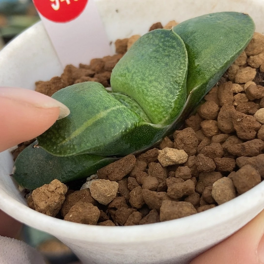 945卧牛实生带盆发货