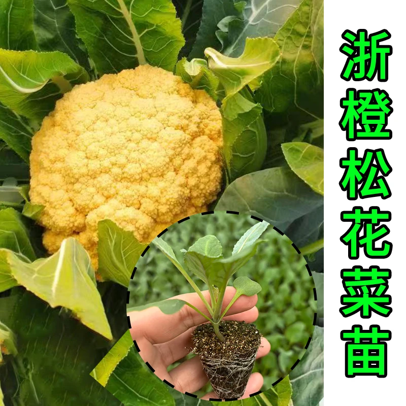浙橙松金色松花菜苗富含胡萝卜素带土球菜苗